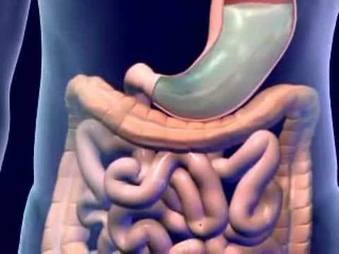 Digestive System Animation