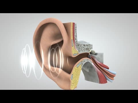 Journey of Sound to the Brain - YouTube