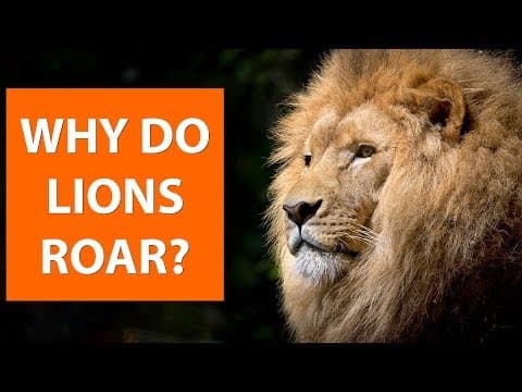Why do LIONS roar?