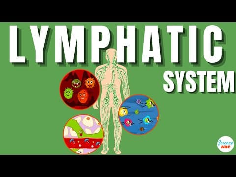 Lymphatic System Explained In Simple Words