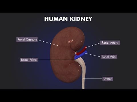 Structure and Function of Human kidney: 3d illustrations