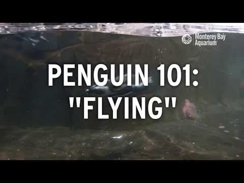 Do Penguins Fly? | Penguin