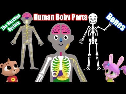 The Parts of Body - The Bones of People