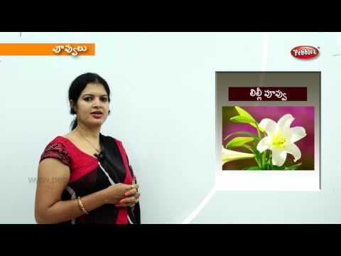 Learn flowers names for kids