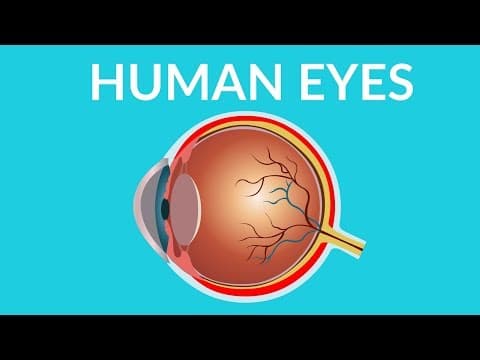 Human eye structure and functions - human eye