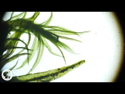 These 'Resurrection Plants' Spring Back to Life in Seconds | Deep Look