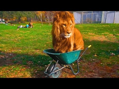 Lion Refuses To Leave Wheelbarrow