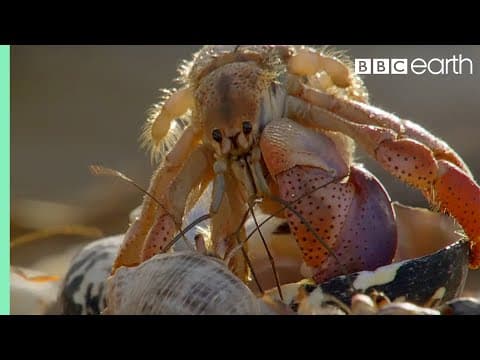 Crabs Trade Shells in the Strangest Way | BBC Earth - YouTube