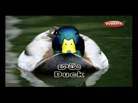 పక్షుల పార్క్ - ప్రీ స్కూల్ పదాలు - words and sentences - at bird park