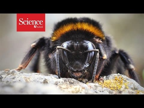 Bees have more brains than we bargained for