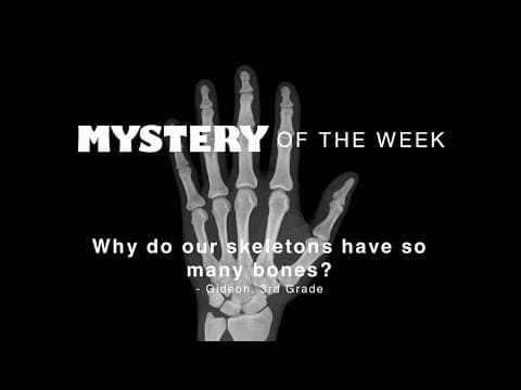 Why do our skeletons have so many bones