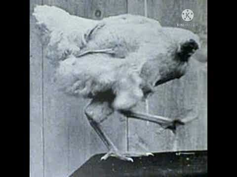 తల లేని కోడీ - interesting telugu facts