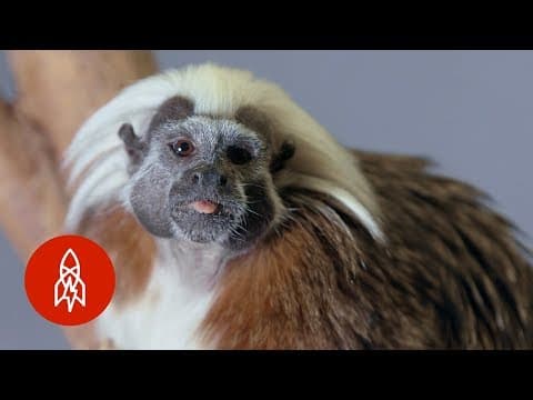 The Cotton-Top Tamarin Hangs On for Survival