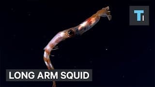 Deep Sea Long-Armed Squid Is Mesmerizing To Watch