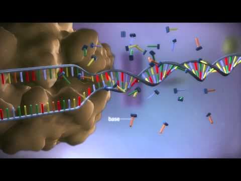 From dna to protein - 3d