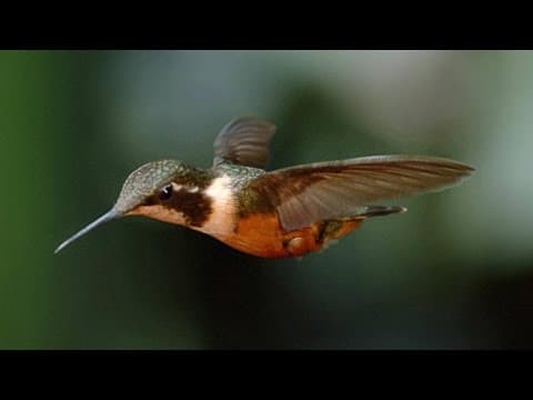 Stunning Slo-Mo Footage of Hummingbirds Hovering in Air - YouTube