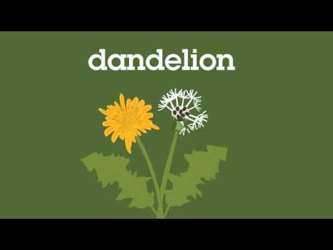 Flashcard animation of garden images