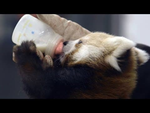 Wild Inside the National Zoo- Raising Red Pandas