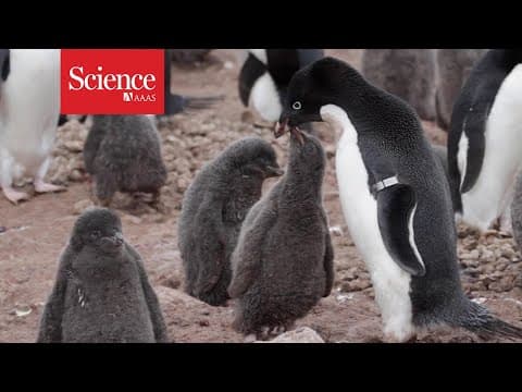 Counting Adélie penguin colonies with speedy, efficient drones