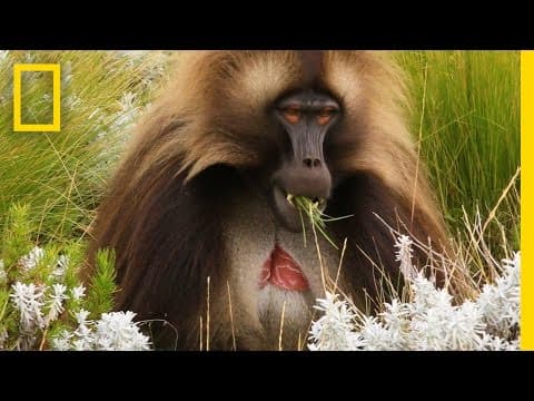 Spend a Day With the World’s Only Grass-Eating Monkeys