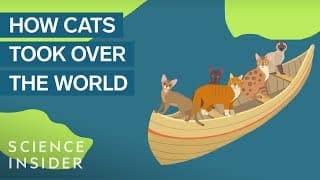 How Domestic Cats Spread Around The World