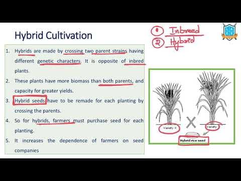 What is Hybrid Cultivation ? || Hybrid Cultivation అంటే ఏమిటి?