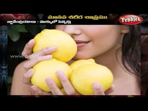 Human Body - Sensory Organs - Telugu