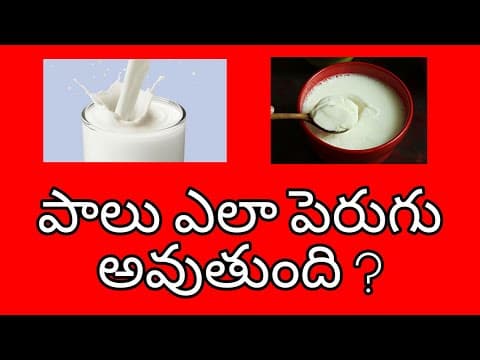 How does milk change into curd?