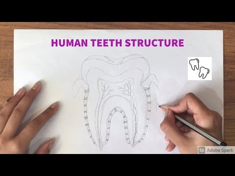 How to draw Human Teeth Structure | Biology