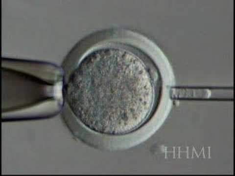 biology - nuclear transfer (clone creating)