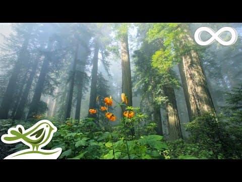 Beautiful Relaxing Music • Peaceful Piano Music & Guitar Music