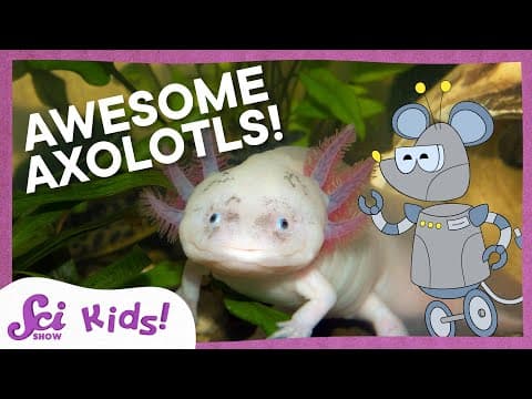 A Lot About Axolotls!
