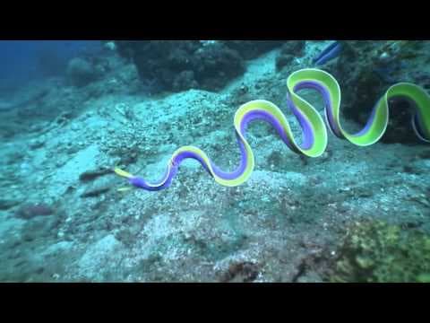 Amazing Rhythmic Gymnast? No an amazing Ribbon Eel!