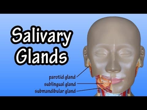 Functions Of The Salivary Glands - Structure Of The Salivary Glands - Salivary Glands Anatomy