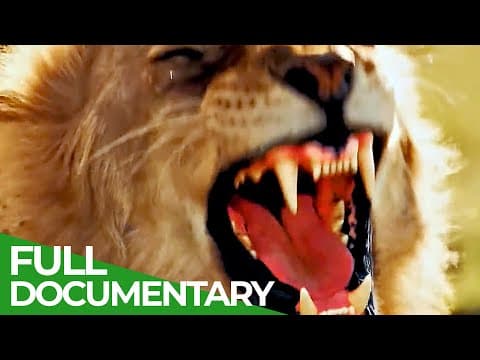 Wildlife laws: the better hunter wins-owner free documentary nature