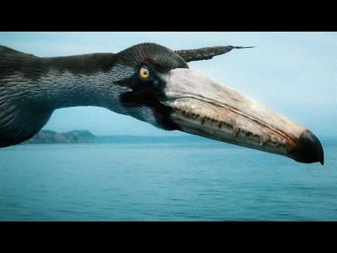 How the Largest Flying Bird of All Time Stayed Airborne - YouTube