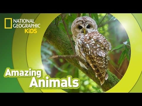 Spotted owl - amazing animals