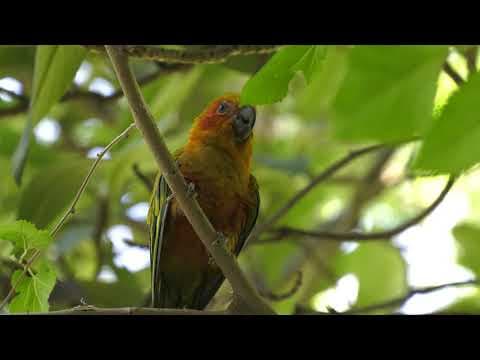 Home Sweet Habitats: Wetlands - YouTube