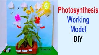 photosynthesis working model | inspire award science exhibition project