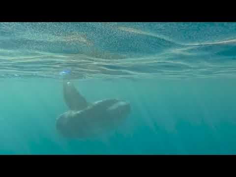 De-extinction|Should we resurrect lost species