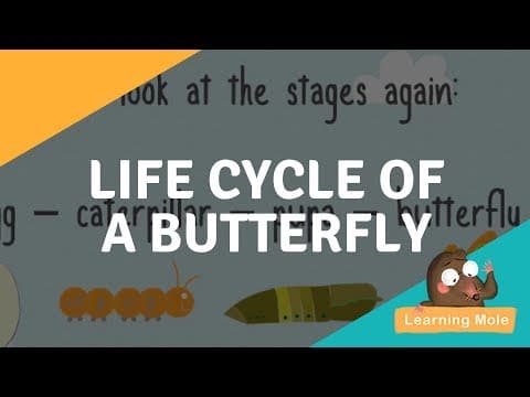 The Life Cycle of a Butterfly - Caterpillar to Butterfly - Bufferfly Facts for Kids