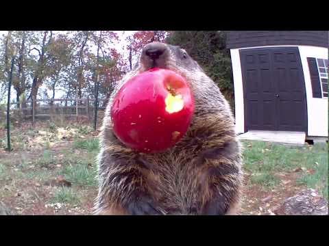 Happy Border Collie|Needle felting a very good dog with wool fibers