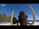 Evolution of the woolly mammoth