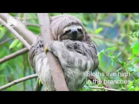 Education - Types of Forest