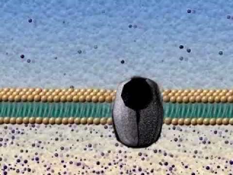 Active and Passive Transport