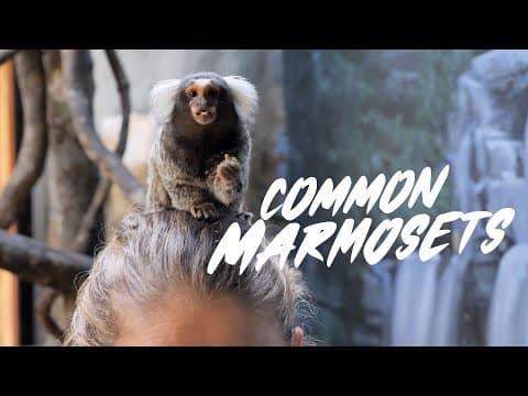 How do you keep common marmosets happy.