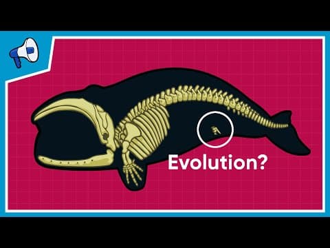 What is the Evidence for Evolution? - YouTube