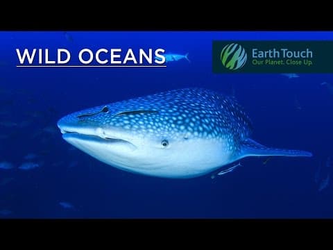 Close encounters of the giant kind: diving with a whale shark - YouTube