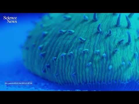 How do mushroom corals migrate