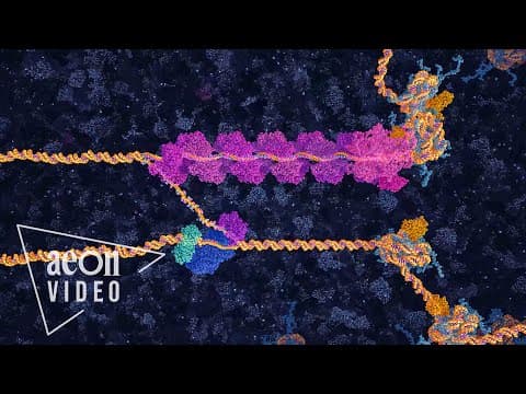 How your body repairs damaged DNA